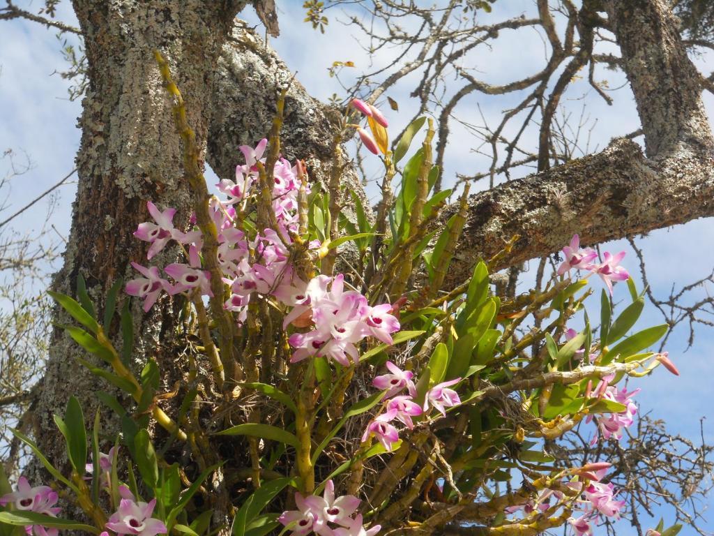 Готель Pousada Do Ipe Amarelo Сан-Лоренсу Екстер'єр фото